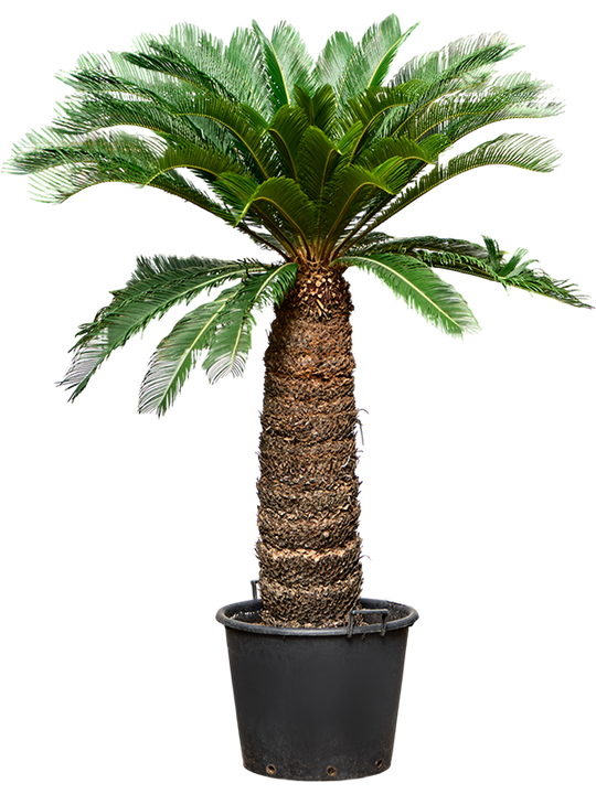Planta naturala de interior Stem (110-120) D120xH220cm Cycas revoluta PS60/43cm in pamant