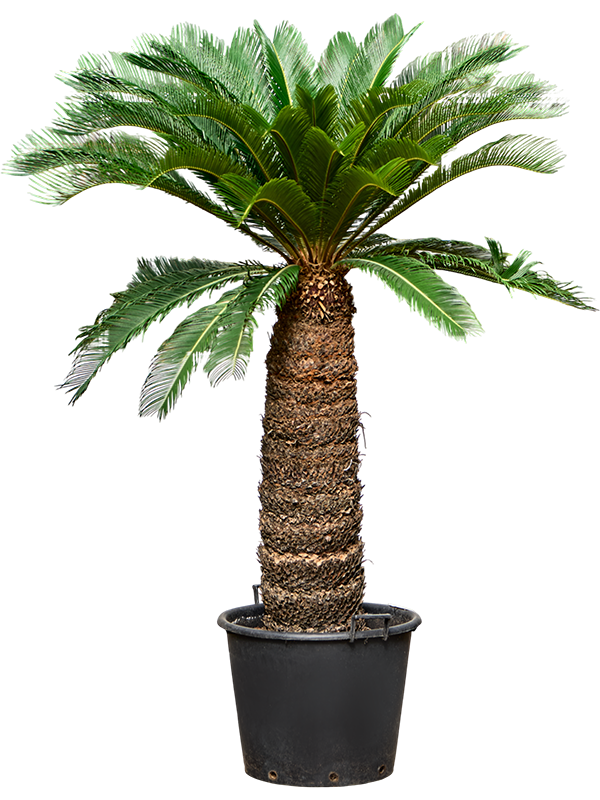 Planta naturala de interior Stem (110-120) D120xH220cm Cycas revoluta PS60/43cm in pamant