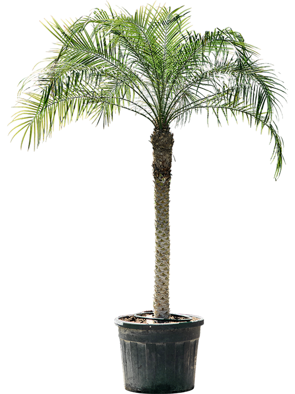 Planta naturala de interior Stem (120-140) D175xH240cm Phoenix roebelenii PS61/46cm in pamant