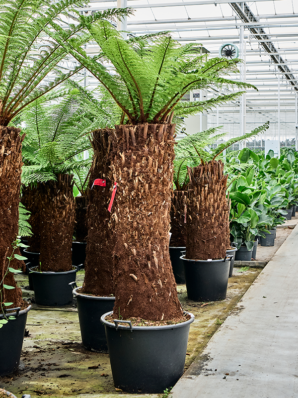 Planta naturala de interior Stem (120) D180xH200cm Dicksonia antarctica PS65/44cm in pamant