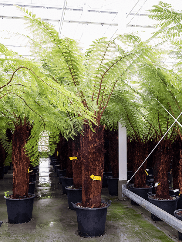 Planta naturala de interior Stem (120) D180xH250cm Dicksonia antarctica PS50/34cm in pamant