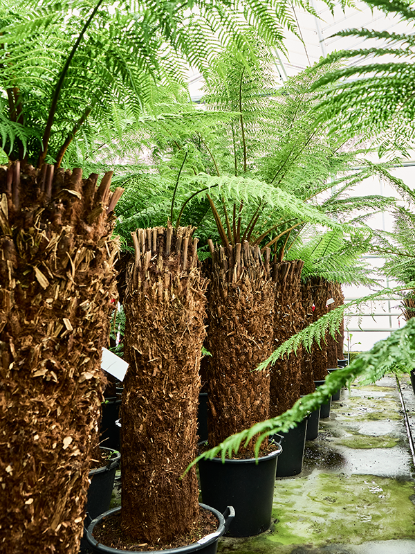 Planta naturala de interior Stem (120) D200xH240cm Dicksonia antarctica PS55/41cm in pamant