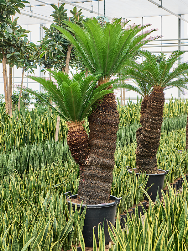 Planta naturala de interior Stem (130-140) 2-head D150xH220cm Cycas revoluta PS65/48cm in pamant