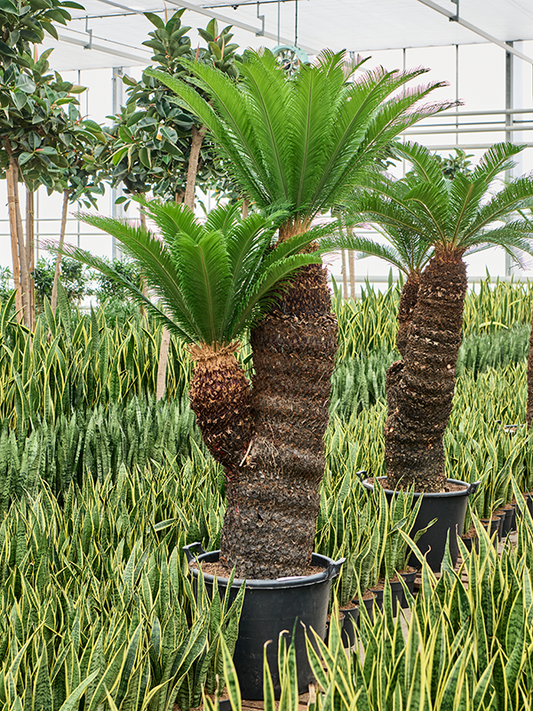 Planta naturala de interior Stem (130-140) 2-head D150xH220cm Cycas revoluta PS65/48cm in pamant
