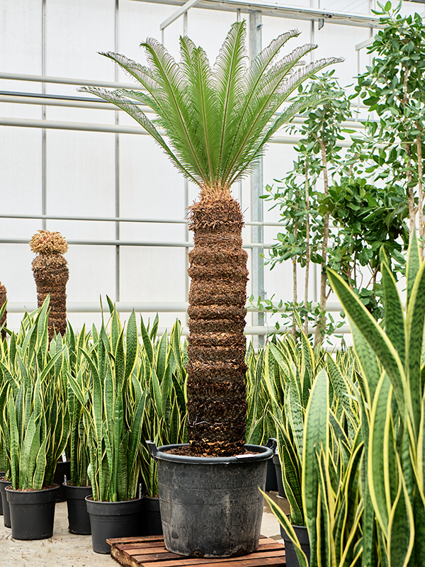 Planta naturala de interior Stem (130-140) D140xH220cm Cycas revoluta PS60/48cm in pamant