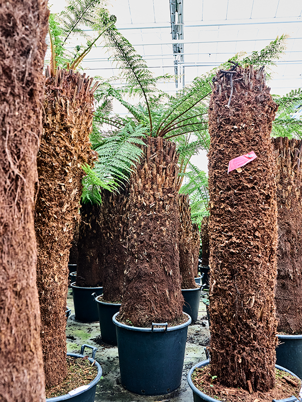 Planta naturala de interior Stem (150) D220xH260cm Dicksonia antarctica PS70/51cm in pamant