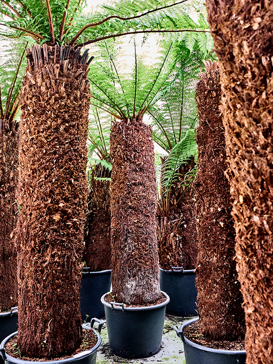 Planta naturala de interior Stem (150) D220xH275cm Dicksonia antarctica PS60/43cm in pamant