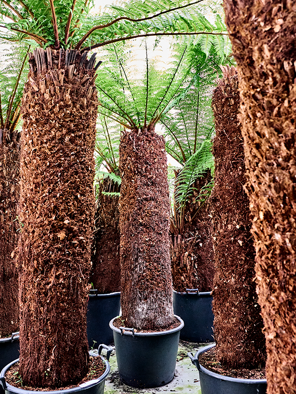 Planta naturala de interior Stem (150) D220xH275cm Dicksonia antarctica PS60/43cm in pamant