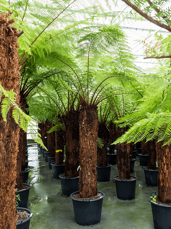 Planta naturala de interior Stem (150) D240xH320cm Dicksonia antarctica PS55/44cm in pamant