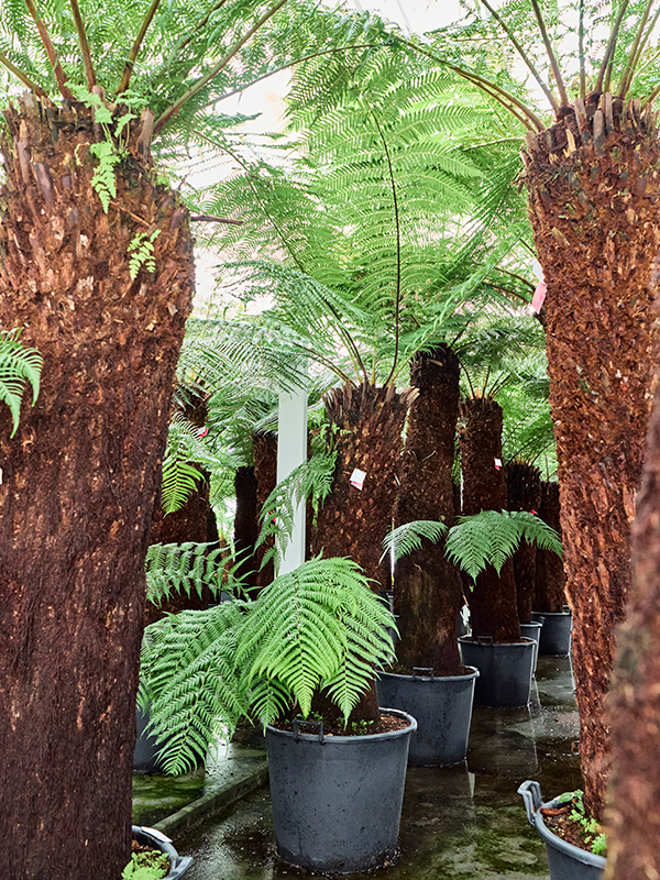 Planta naturala de interior Stem 150 special D225xH400cm Dicksonia antarctica PS65/44cm in pamant