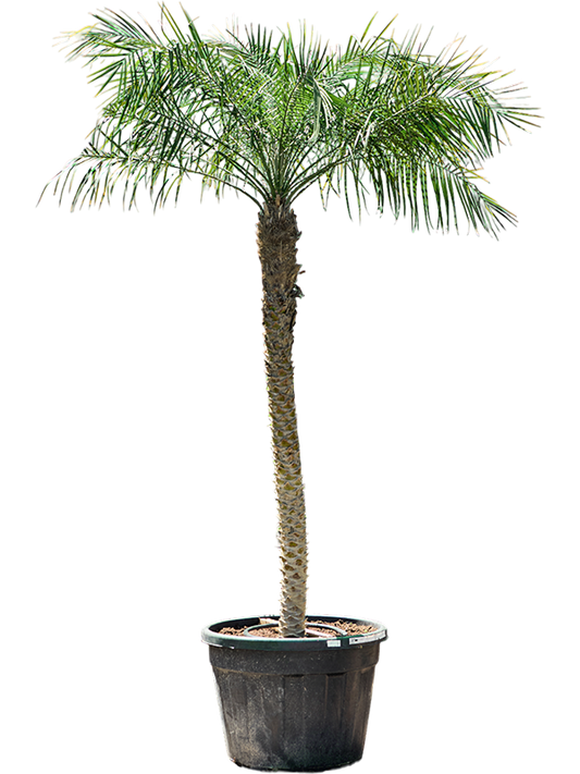 Planta naturala de interior Stem (160-180) D175xH300cm Phoenix roebelenii PS70/51cm in pamant