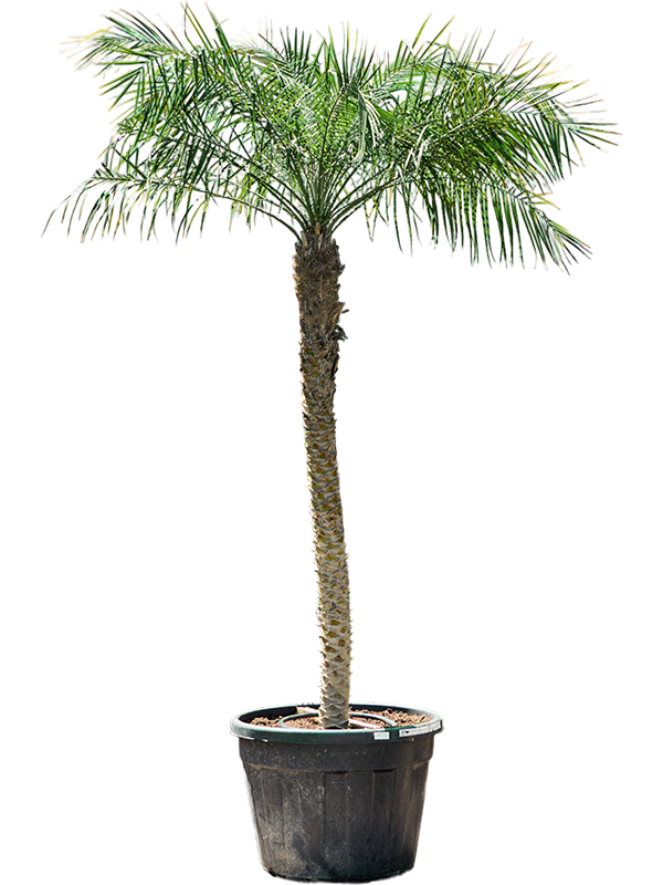 Planta naturala de interior Stem (160-180) D175xH300cm Phoenix roebelenii PS70/51cm in pamant