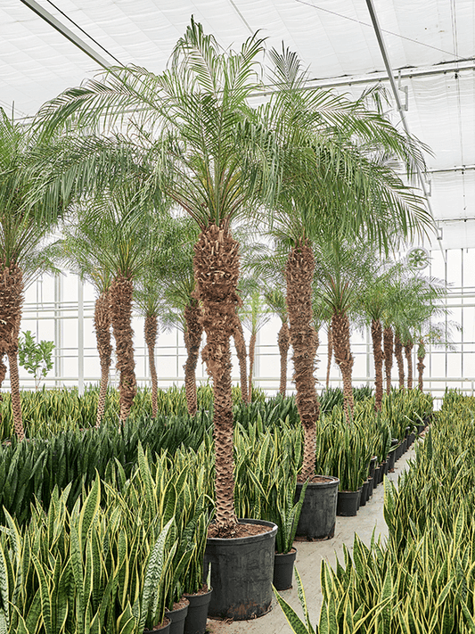 Planta naturala de interior Stem (175-200) D125xH325cm Phoenix roebelenii PS70/59cm in pamant