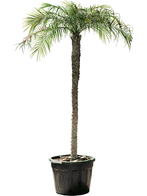 Planta naturala de interior Stem (180-200) D175xH400cm Phoenix roebelenii PS75/51cm in pamant