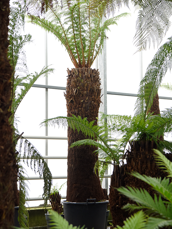 Planta naturala de interior Stem (180) D150xH275cm Dicksonia antarctica PS70/51cm in pamant