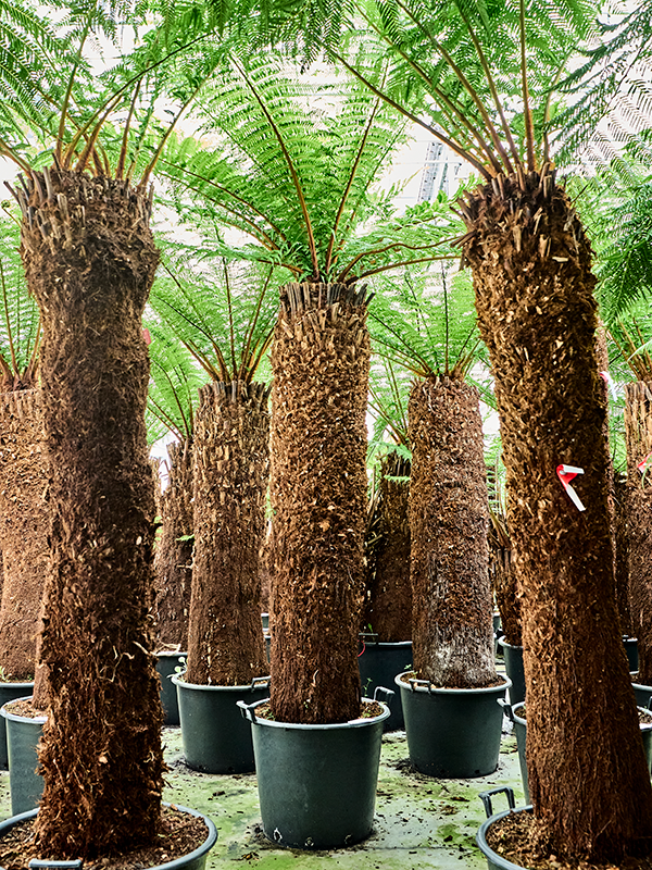 Planta naturala de interior Stem (180) D200xH350cm Dicksonia antarctica PS60/48cm in pamant