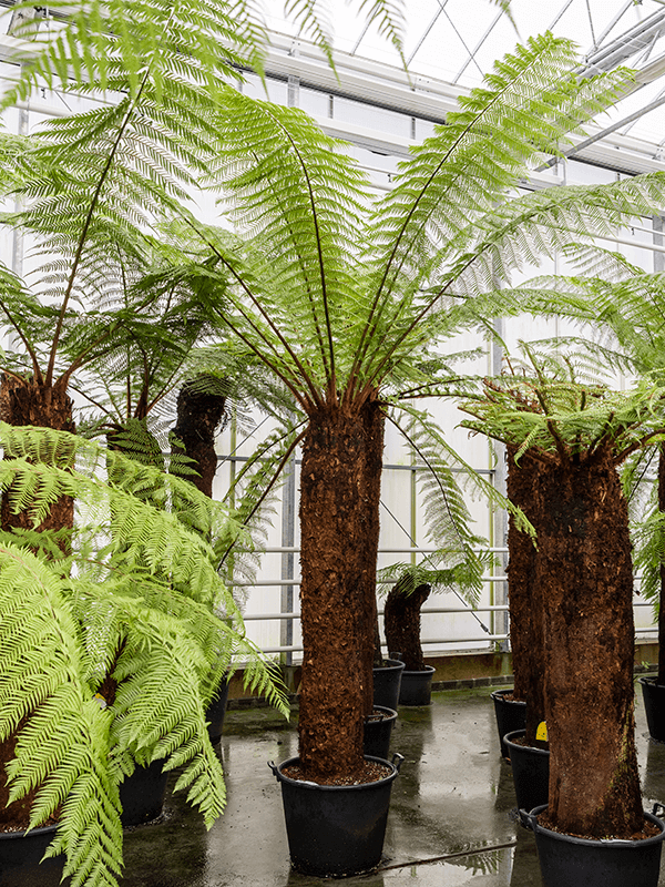 Planta naturala de interior Stem (180) D240xH300cm Dicksonia antarctica PS65/44cm in pamant