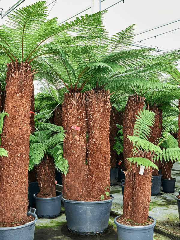 Planta naturala de interior Stem 180 special D225xH375cm Dicksonia antarctica PS80/51cm in pamant