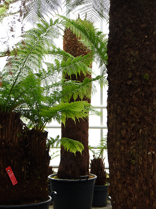 Planta naturala de interior Stem (210) D150xH300cm Dicksonia antarctica PS65/44cm in pamant