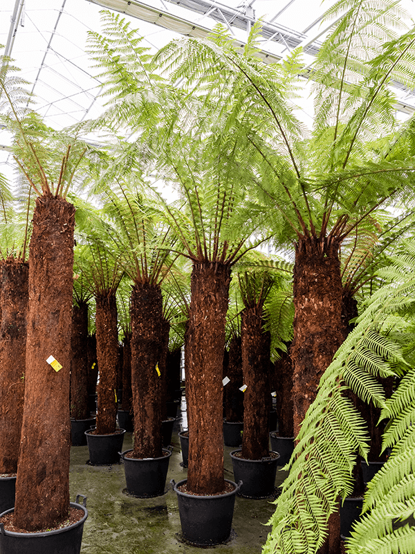 Planta naturala de interior Stem (210) D240xH370cm Dicksonia antarctica PS60/43cm in pamant