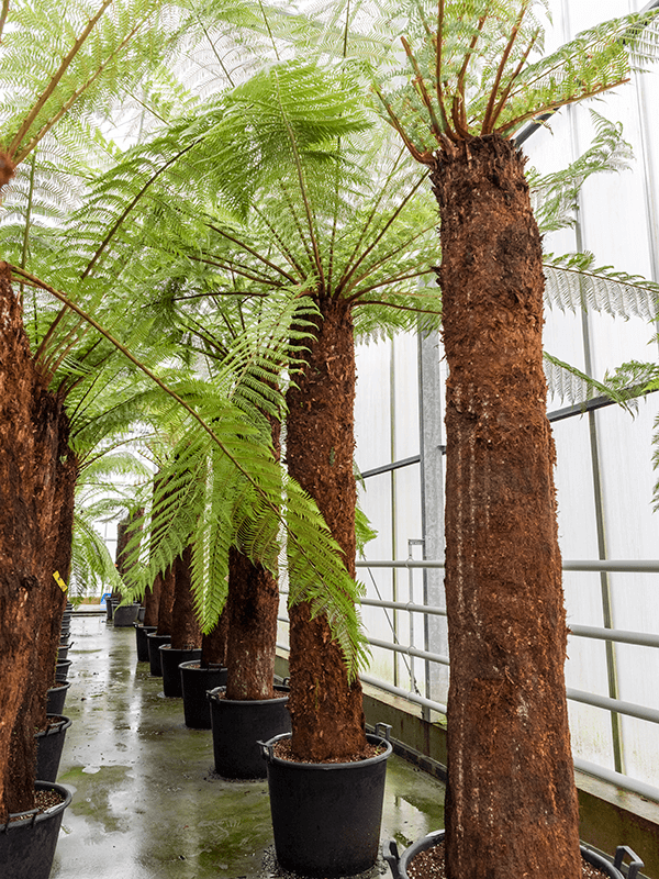 Planta naturala de interior Stem (240) D240xH360cm Dicksonia antarctica PS65/44cm in pamant