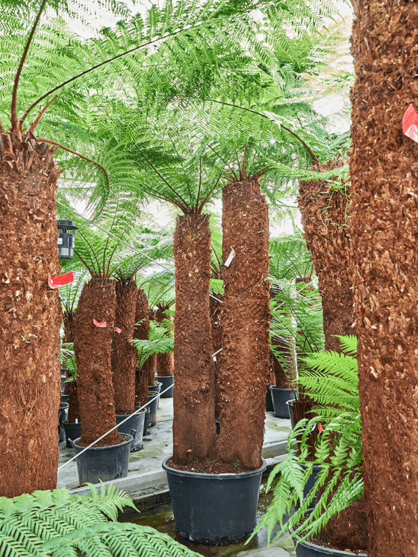 Planta naturala de interior Stem 240 special D225xH425cm Dicksonia antarctica PS80/51cm in pamant