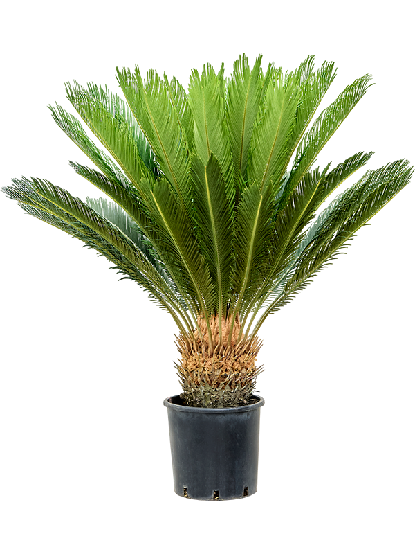 Planta naturala de interior Stem (25-30) D120xH140cm Cycas revoluta PS30/26cm in pamant