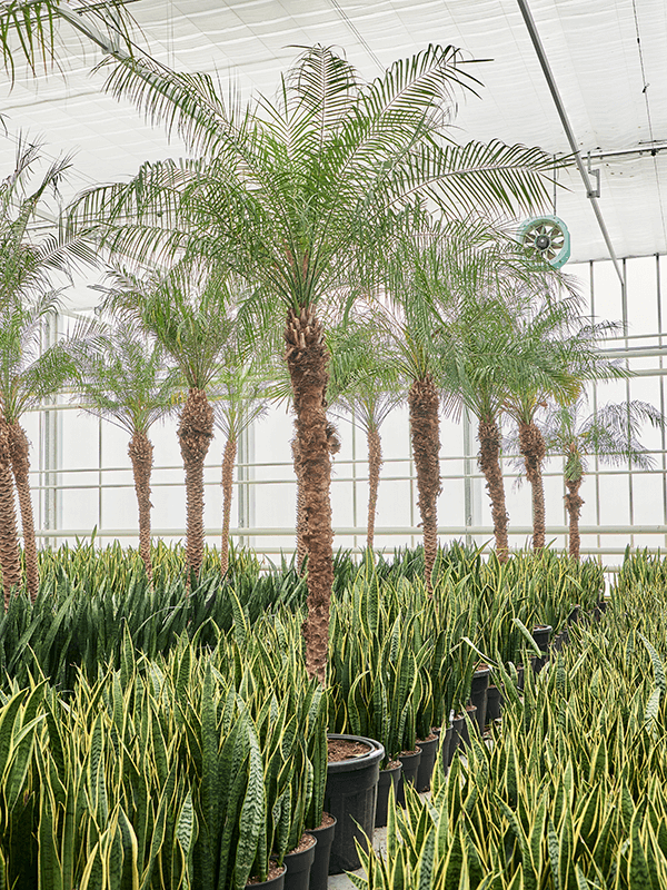 Planta naturala de interior Stem (250-275) D150xH485cm Phoenix roebelenii (470-500) PS70/59cm in pamant