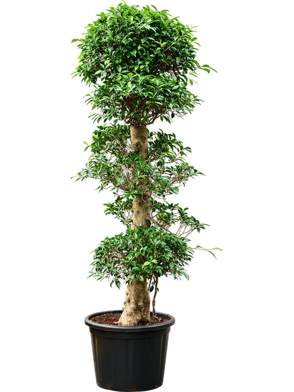 Planta naturala de interior Stem 3 crown D100xH200cm Ficus microcarpa ...