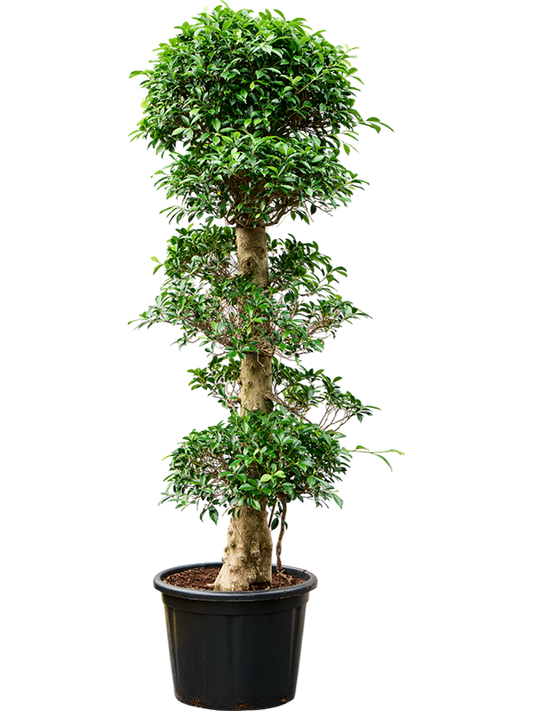 Planta naturala de interior Stem 3 crown D100xH200cm Ficus microcarpa 'Nitida' PS50/41cm in pamant