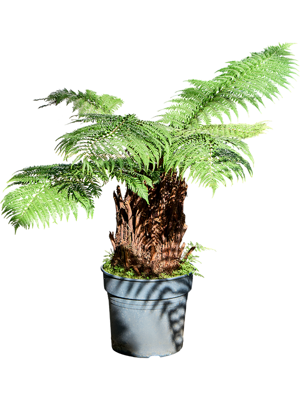 Planta naturala de interior Stem (30) D100xH110cm Dicksonia antarctica PS34/30cm in pamant