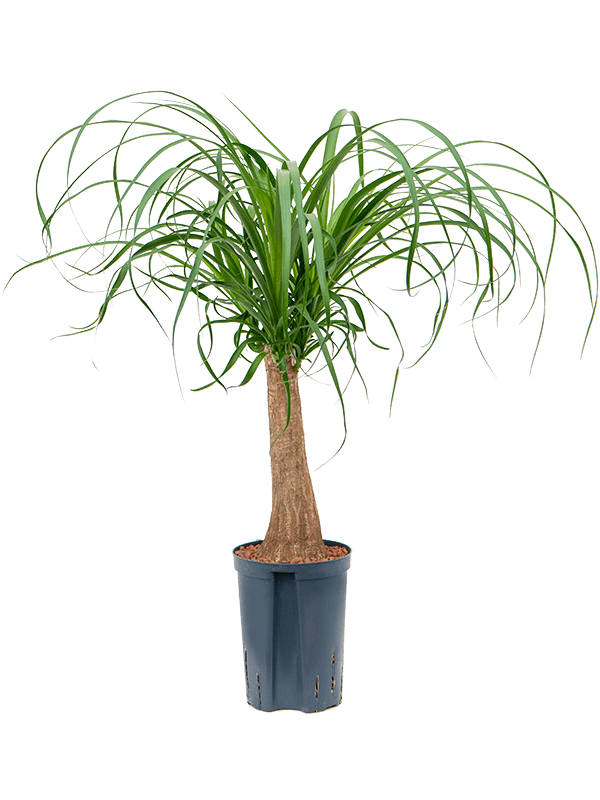 Planta naturala de interior Stem (30) D25xH60cm Beaucarnea recurvata P15/19cm in hidrogranule