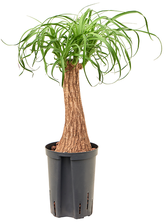 Planta naturala de interior Stem (30) D30xH55cm Beaucarnea recurvata P15/19cm in hidrogranule