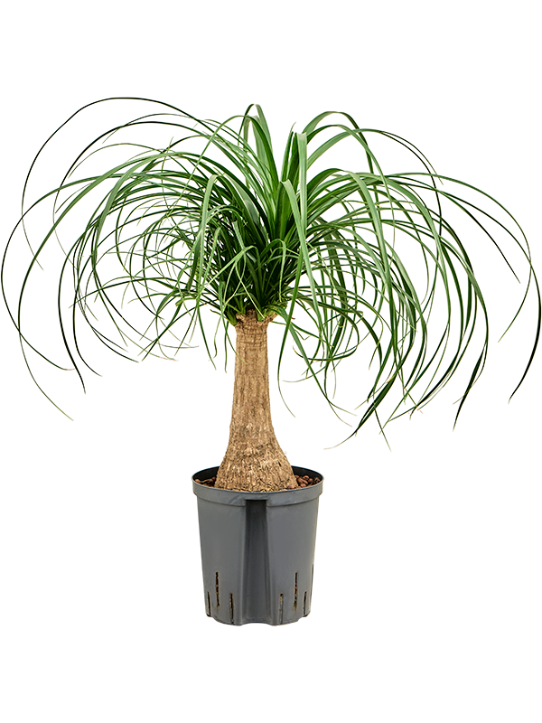 Planta naturala de interior Stem (30) D30xH60cm Beaucarnea recurvata P18/19cm in hidrogranule