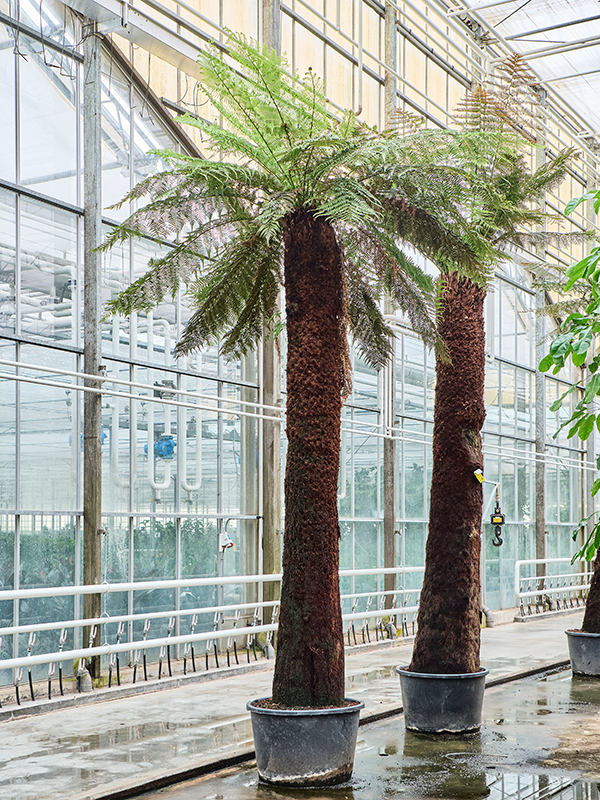 Planta naturala de interior Stem (360) D270xH470cm Dicksonia antarctica PS80/51cm in pamant