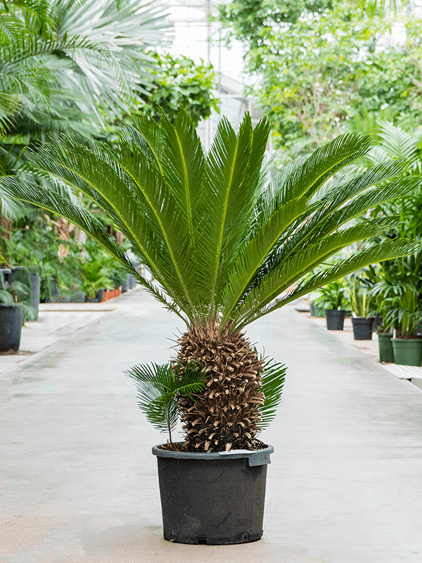 Planta naturala de interior Stem (40) D150xH130cm Cycas revoluta PS45/39cm in pamant