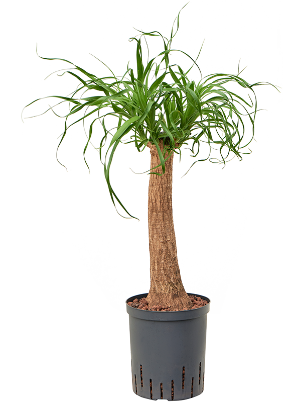 Planta naturala de interior Stem (40) D30xH65cm Beaucarnea recurvata P18/19cm in hidrogranule