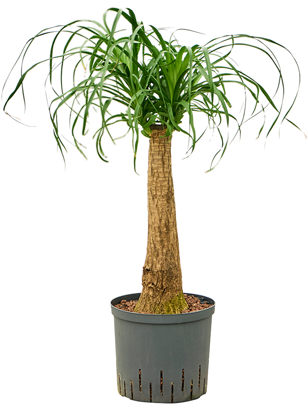 Planta naturala de interior Stem (40) D30xH70cm Beaucarnea recurvata P22/19cm in hidrogranule