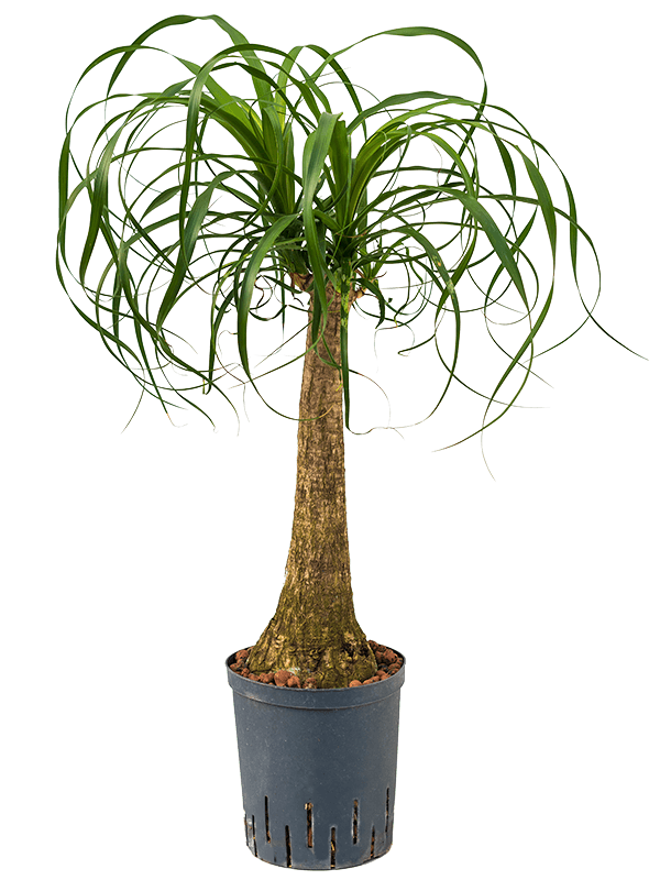 Planta naturala de interior Stem (45) D35xH70cm Beaucarnea recurvata P18/19cm in hidrogranule