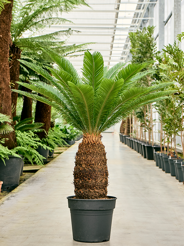 Planta naturala de interior Stem (50-60) D110xH120cm Cycas revoluta PS38/32cm in pamant