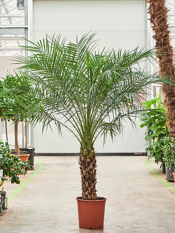 Planta naturala de interior Stem (60-70) D150xH170cm Phoenix roebelenii PS30/28cm in pamant