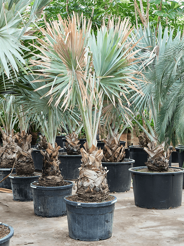 Planta naturala de interior Stem (60-80) D200xH350cm Bismarckia nobilis (300-400) PS96/55cm in pamant