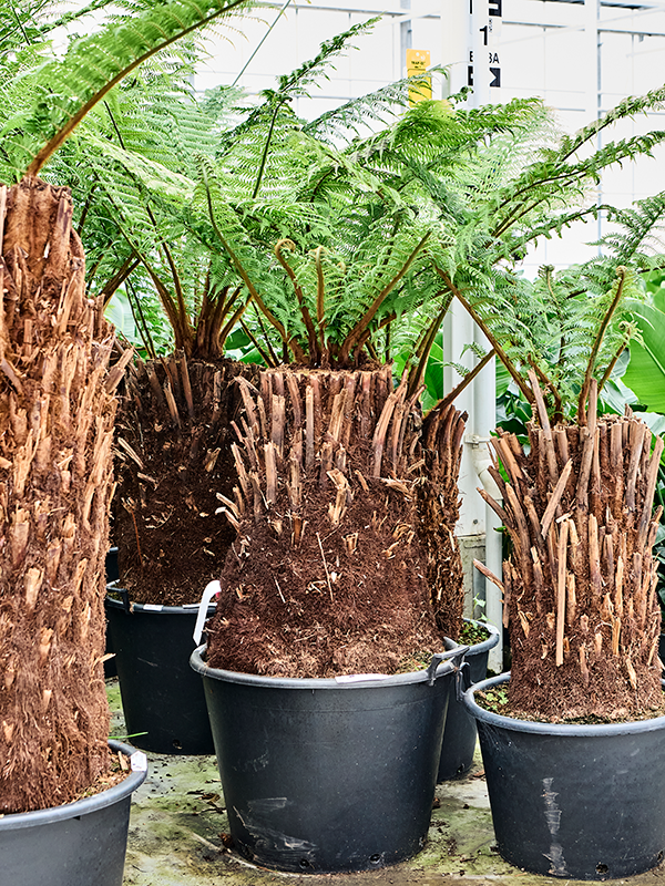 Planta naturala de interior Stem (60) D120xH130cm Dicksonia antarctica PS60/43cm in pamant