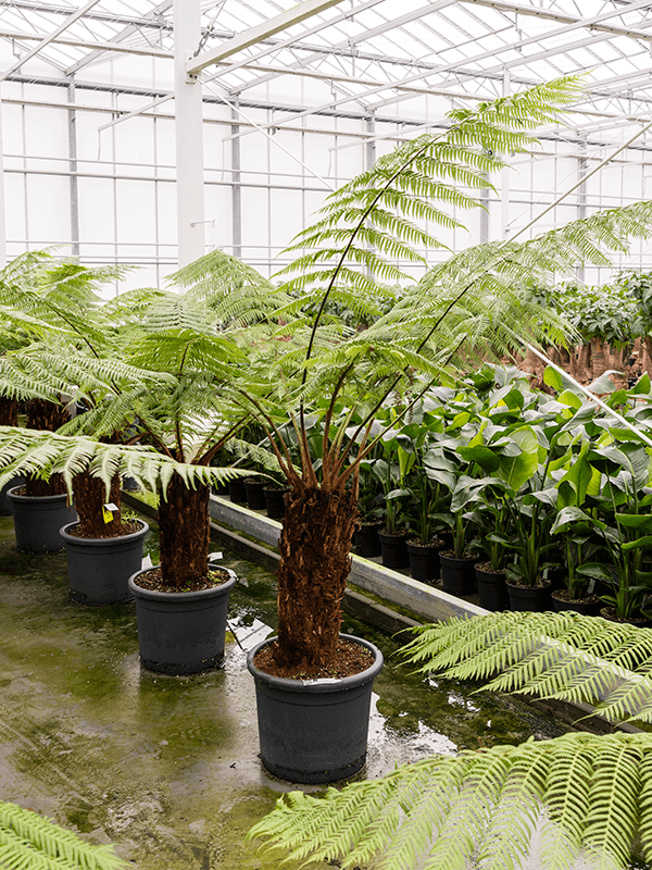 Planta naturala de interior Stem (60) D180xH175cm Dicksonia antarctica PS36/31cm in pamant