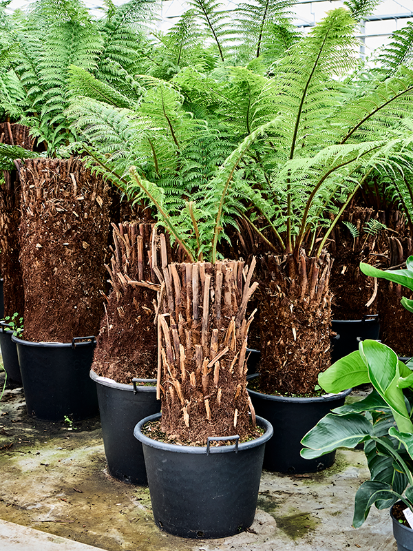 Planta naturala de interior Stem (60) D200xH200cm Dicksonia antarctica PS50/34cm in pamant