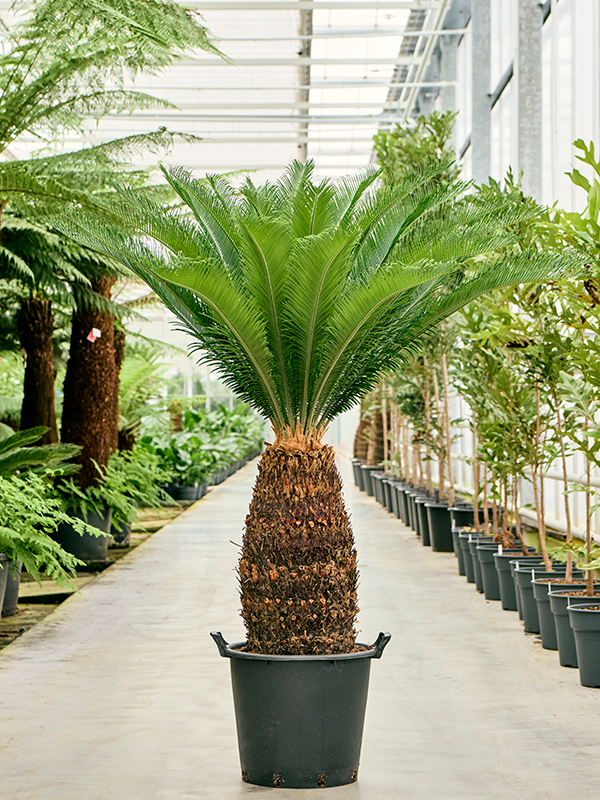 Planta naturala de interior Stem (70-80) D100xH140cm Cycas revoluta PS45/37cm in pamant