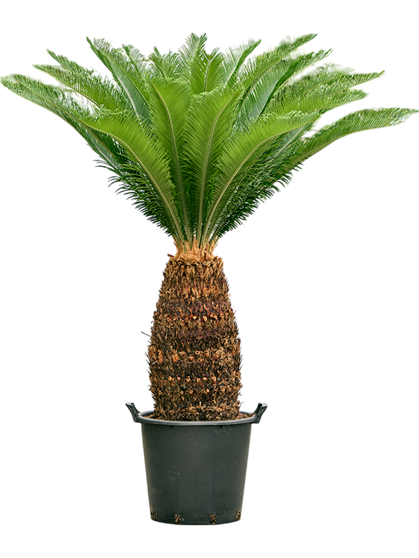 Planta naturala de interior Stem (70-80) D100xH140cm Cycas revoluta PS45/37cm in pamant
