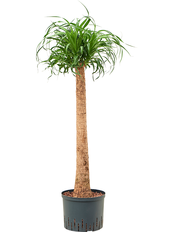 Planta naturala de interior Stem (80) D35xH125cm Beaucarnea recurvata P25/19cm in hidrogranule