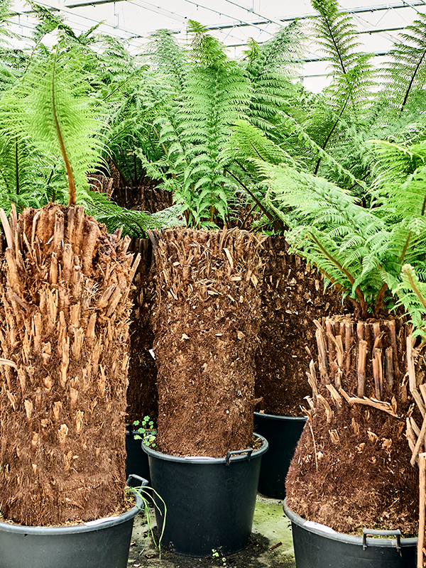 Planta naturala de interior Stem (90) D140xH170cm Dicksonia antarctica PS60/43cm in pamant
