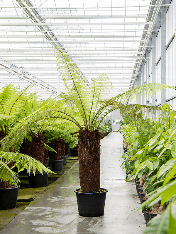 Planta naturala de interior Stem (90) D220xH200cm Dicksonia antarctica PS45/34cm in pamant